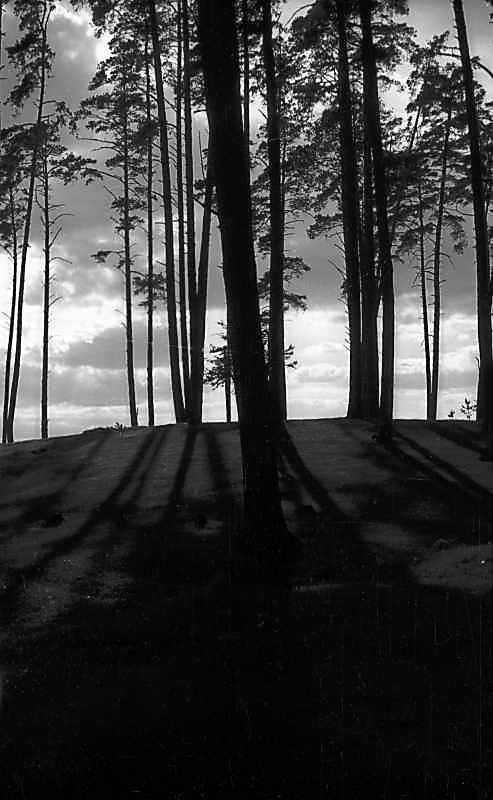 1976 р. Сосновий бір