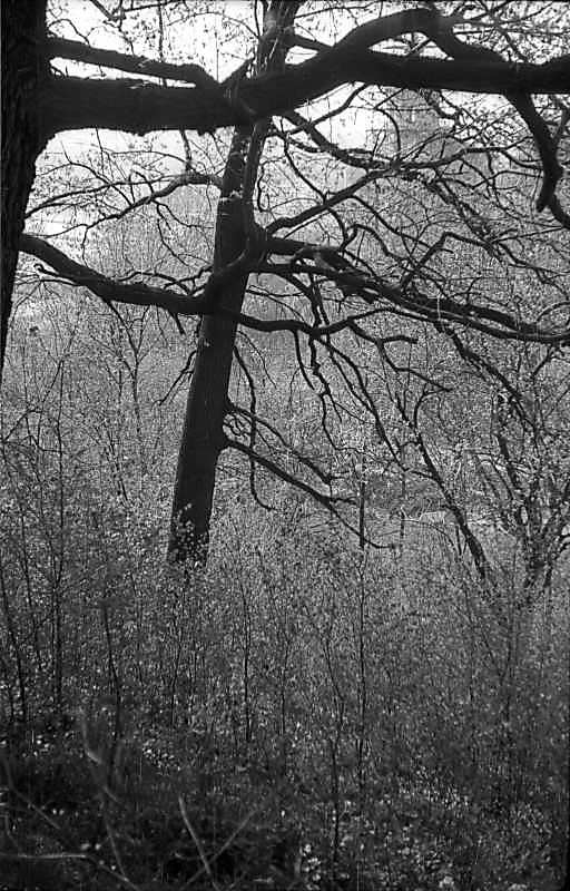 1977 р. Дуб у ботанічному саду біля…