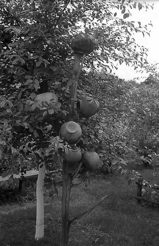 1977 р. Кринки сохнуть