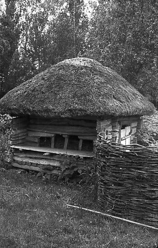 1977 р. Саж. Загальний вигляд