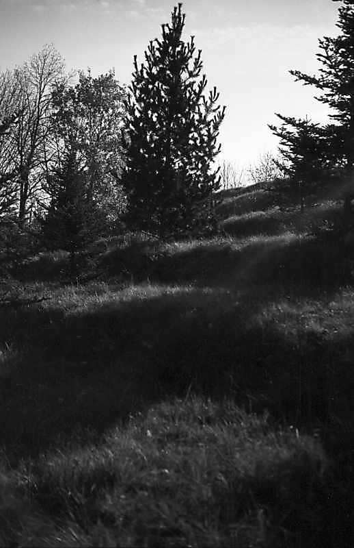 1977 р. Тераси у ботанічному саду біля…