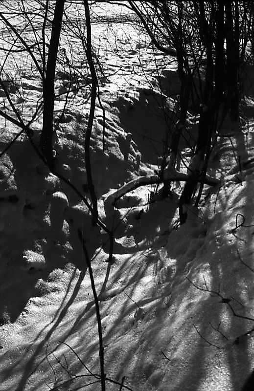 1977 р. Засніжений ліс