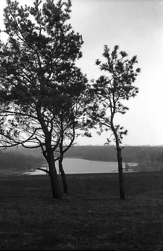 1978 р. Краєвид з соснами на тлі ставу