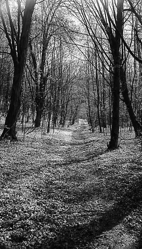 1978 р. Доріжка у Голосіївському лісі