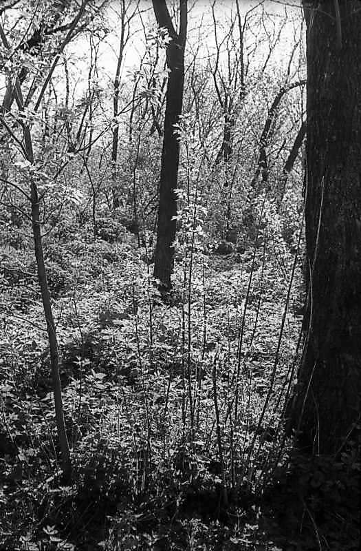 1978 р. Краєвид у Гідропарку