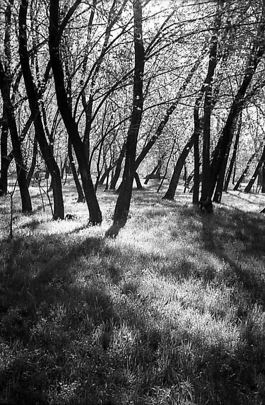 1978 р. Краєвид у Гідропарку