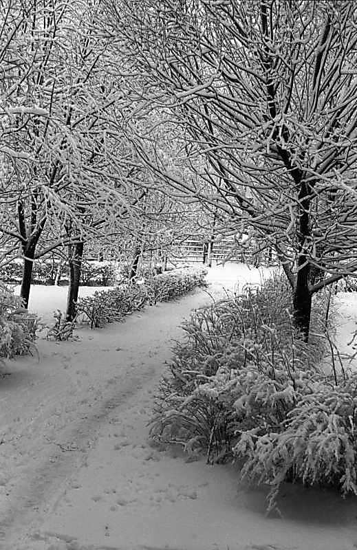 1979 р. Засніжені дерева в…