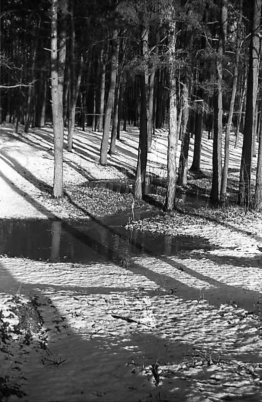 1979 р. Ліс у Новобіличах