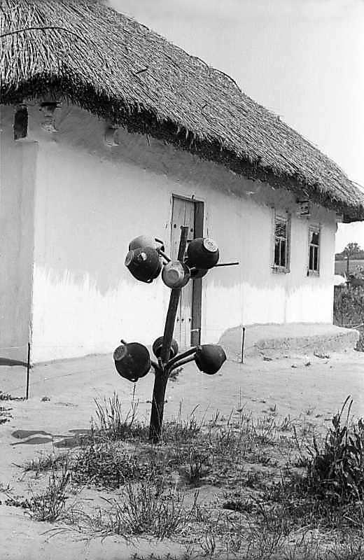 1979 р. Чільна стіна та дерево з…