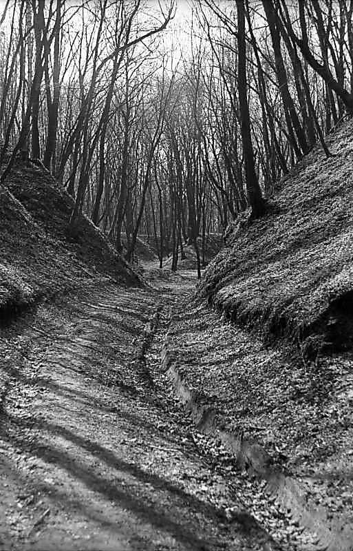 1981 р. Дорога в Голосіївському лісі