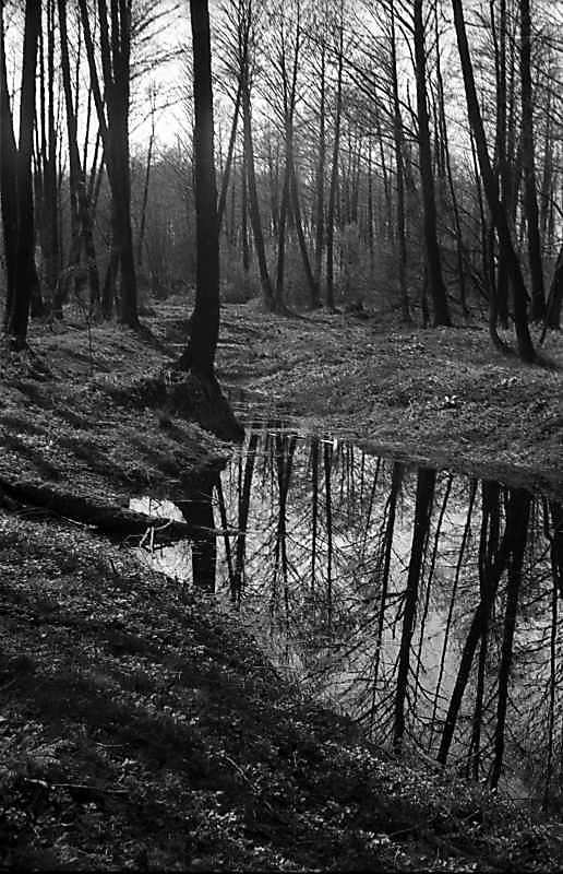 1981 р. Краєвид у Гідропарку