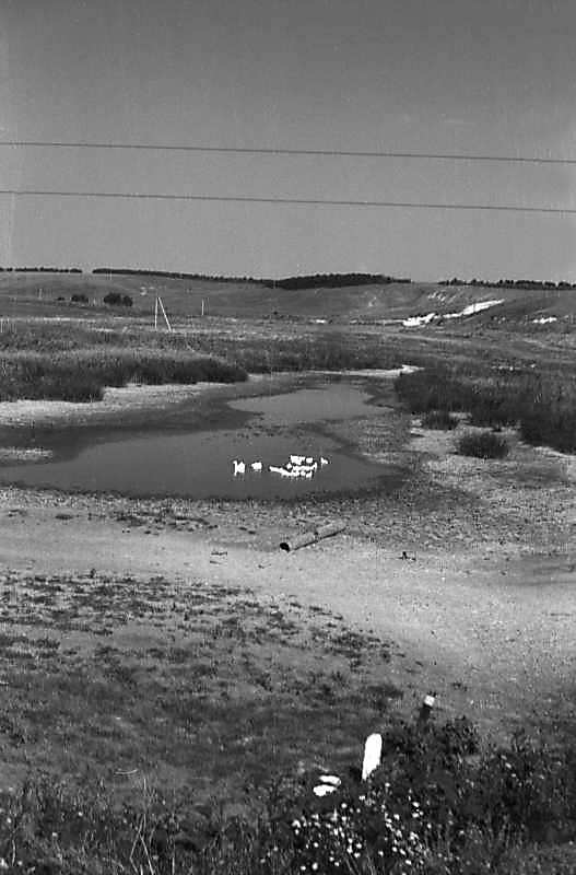 1981 р. Краєвид з пересохлим ставком…