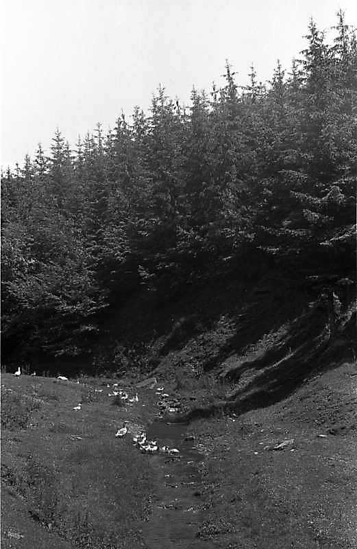 1988 р. Потічок в долині між селами…