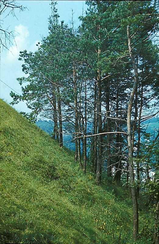 1977 р. Західний схил Замкової гори