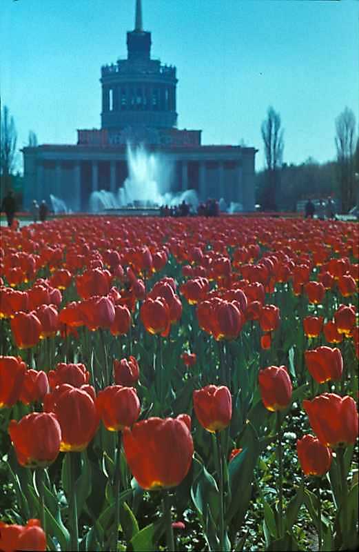 1977 р. Клумба тюльпанів на тлі…