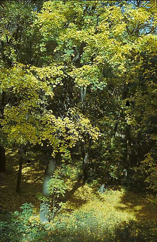 1978 р. Вид парку